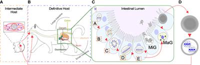 The Structural and Molecular Underpinnings of Gametogenesis in Toxoplasma gondii